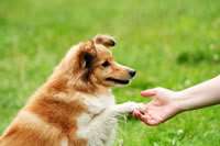 Unidogs foto 1